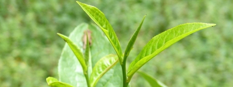 十大名茶产地