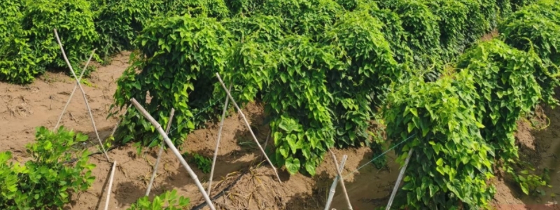 铁棍山药怎么种