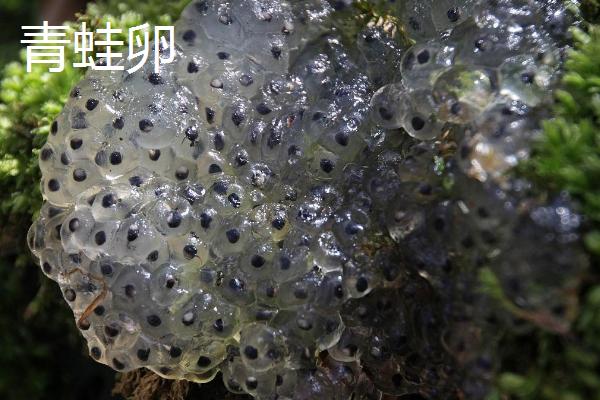 青蛙产卵时期，每年3-7月份均可产卵