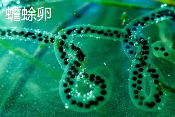 青蛙产卵时期，每年3-7月份均可产卵