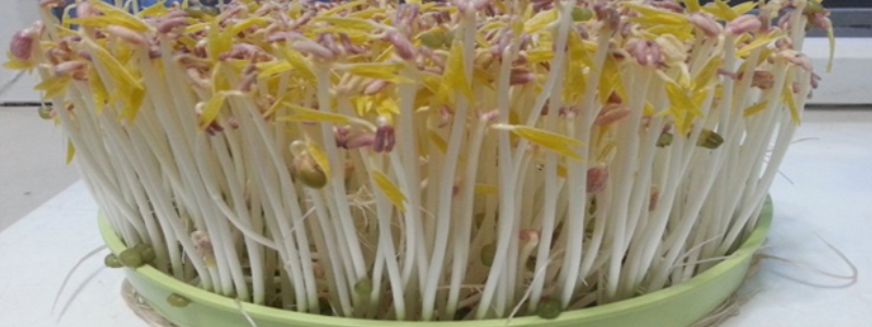 豆芽在家怎么种植方法