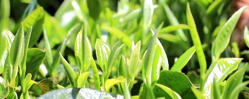 茶叶栽培技术