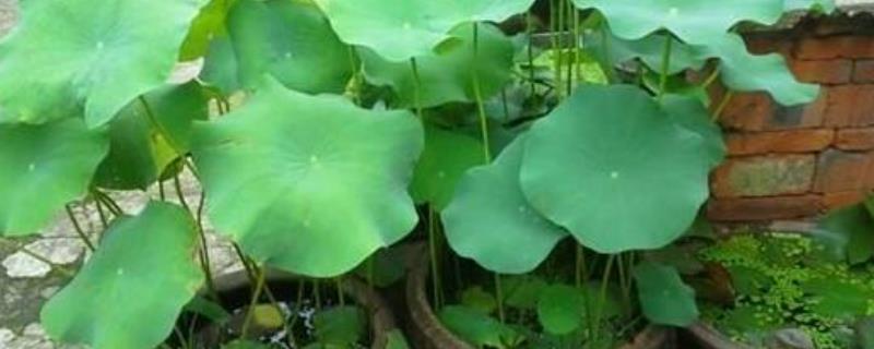 盆栽莲藕的种植方法