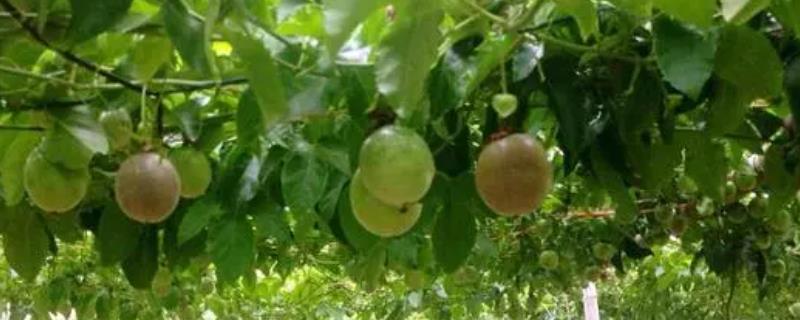 百香果什么时候开花结果