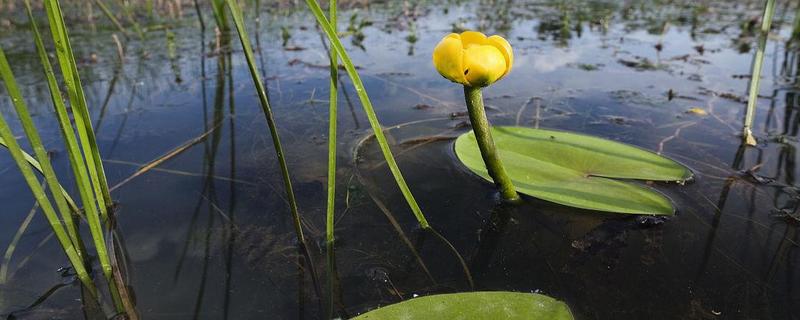 水莲怎么种