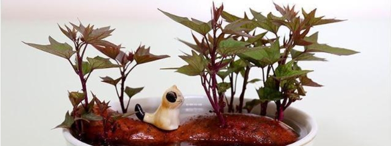 水泡红薯盆栽种植方法