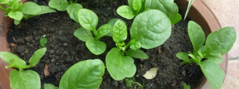 木耳菜种植方法扦插