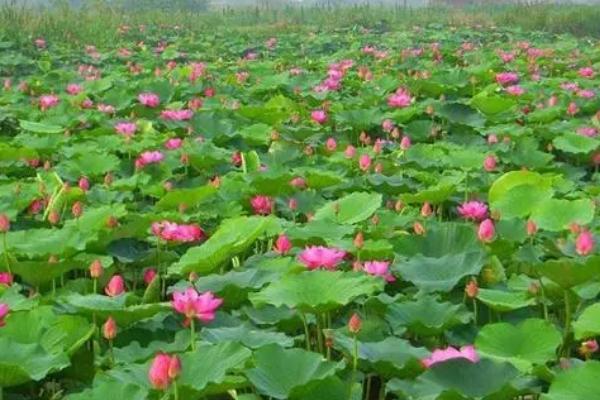 荷花种子如何种植，浸泡催芽后可播入淤泥中养护