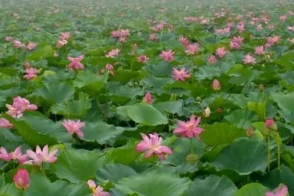 荷花种子如何种植，浸泡催芽后可播入淤泥中养护