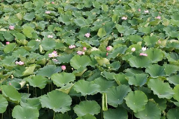 荷花种子如何种植，浸泡催芽后可播入淤泥中养护