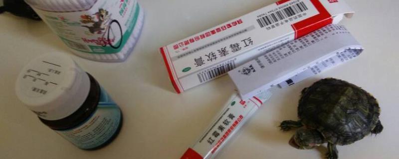 乌龟多久涂一次红霉素软膏