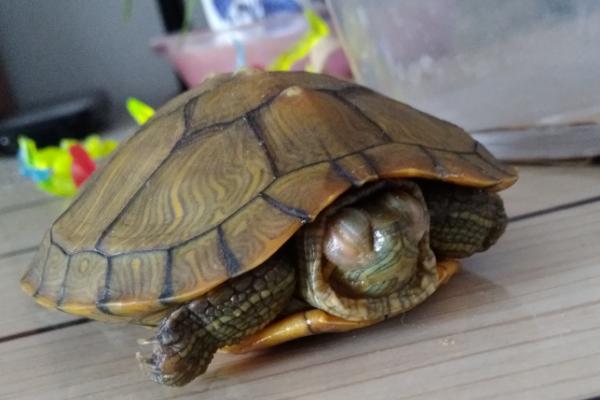 乌龟多久涂一次红霉素软膏，根据患病情况而定