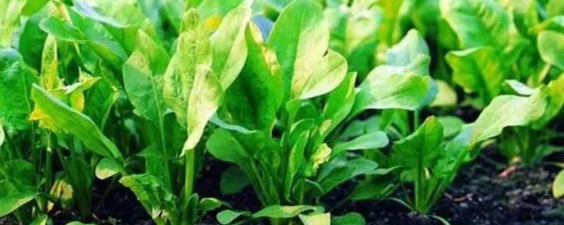 菠菜黄叶是不是发生病害了