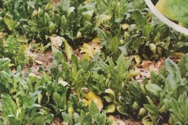 菠菜黄叶是不是发生病害了，土壤、水分、肥料等因素是主要诱因
