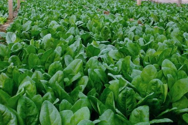 菠菜黄叶是不是发生病害了，土壤、水分、肥料等因素是主要诱因