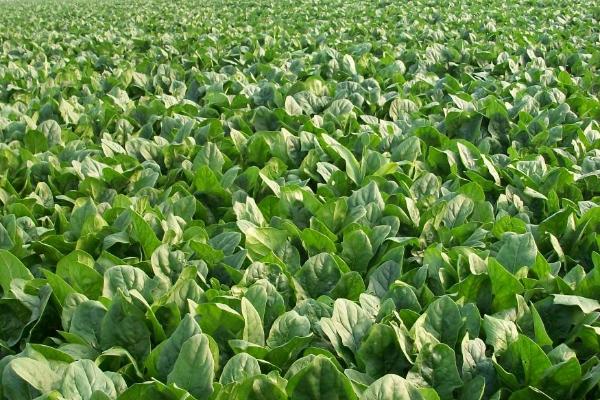 菠菜黄叶是不是发生病害了，土壤、水分、肥料等因素是主要诱因