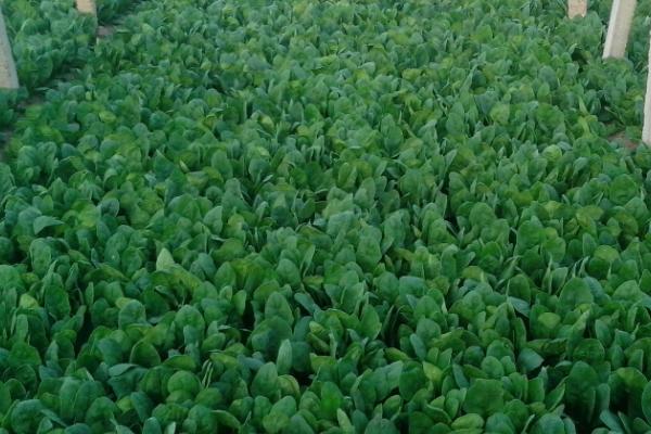 菠菜黄叶是不是发生病害了，土壤、水分、肥料等因素是主要诱因