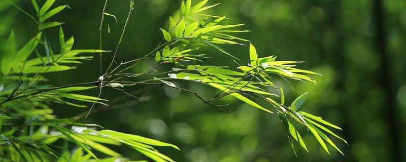 竹子栽培技术