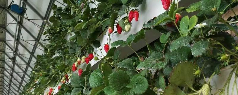 温室草莓栽培技术