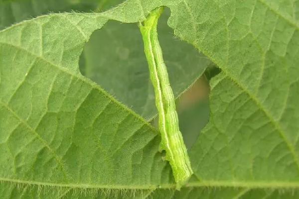 棉花田小造桥虫防治方法，一般采用物理防治方法