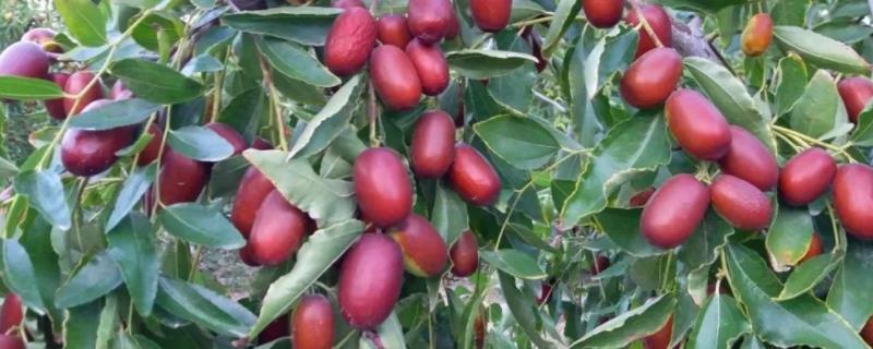 红枣缩果病防治方法