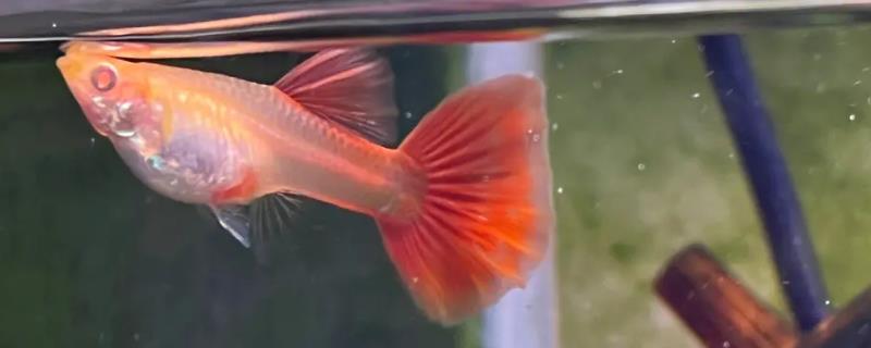 孔雀鱼的繁殖方式