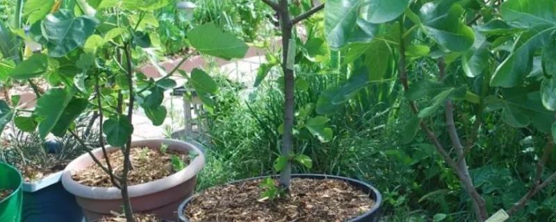 无花果树盆栽种植方法