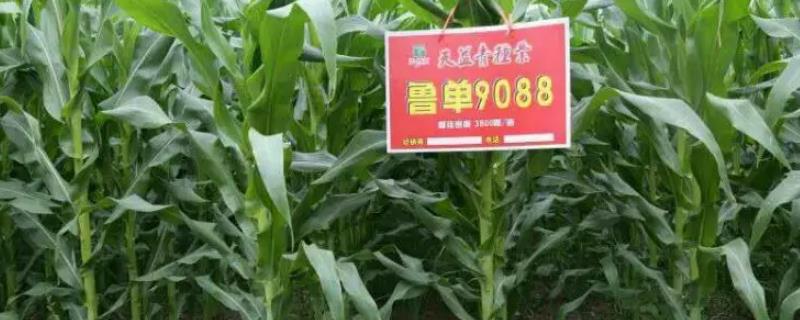 鲁单9088玉米种的特征特性
