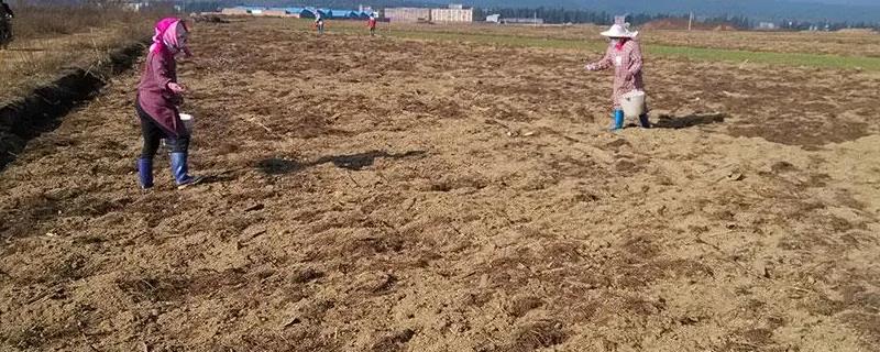 二嗪磷颗粒剂的持效期