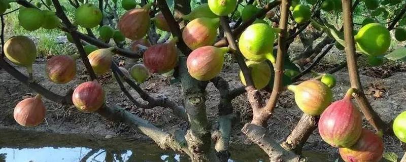 四川无花果什么时候成熟