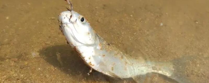 手竿钓鲢鳙用几号钩