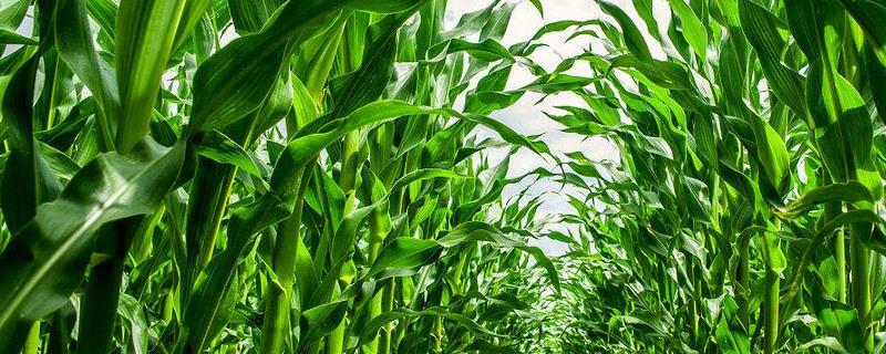 春玉米高产栽培技术