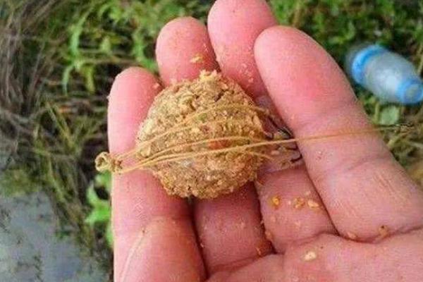 螺肉钓鱼的效果，对于鲶鱼、黑鱼、青鱼等鱼种具有较强的吸引力