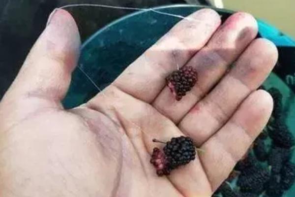 螺肉钓鱼的效果，对于鲶鱼、黑鱼、青鱼等鱼种具有较强的吸引力