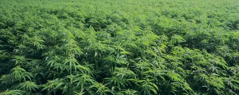 大麻耕作和施肥方法