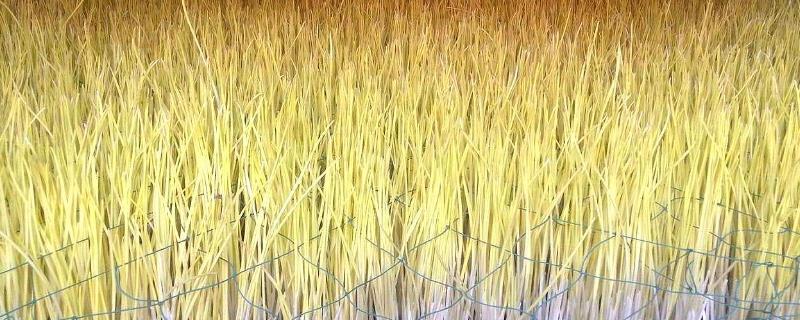 蒜黄栽培技术