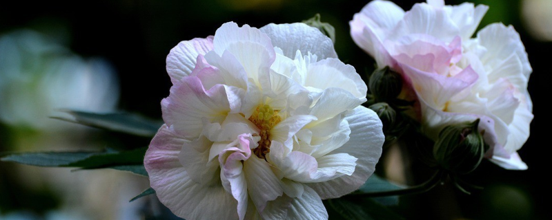 芙蓉花能吃吗