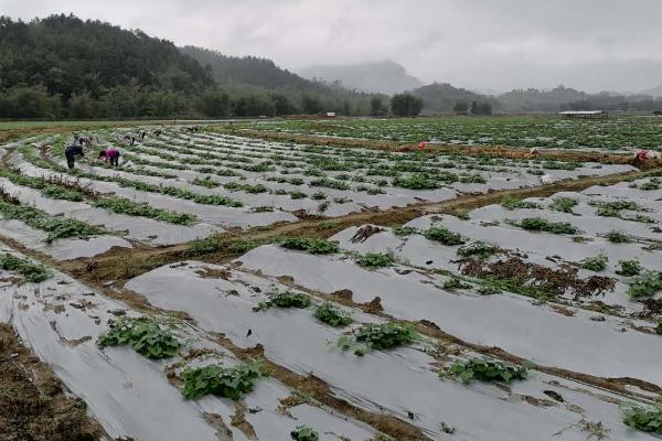 种龙须菜适合用什么土，肥沃、疏松、透气的土壤比较合适