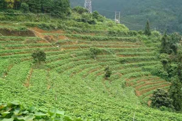 种龙须菜适合用什么土，肥沃、疏松、透气的土壤比较合适