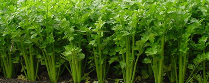 芹菜种植时间及方法
