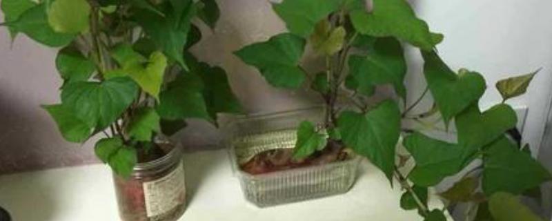 无土红薯藤种植方法