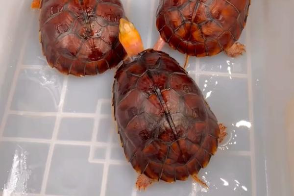 百色闭壳龟好不好养，科学养殖技术要掌握好