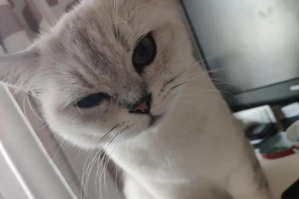 猫眼睛睁不开出现白膜是什么原因，可能是结膜炎或者角膜炎