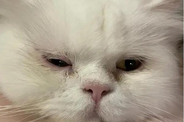猫眼睛睁不开出现白膜是什么原因，可能是结膜炎或者角膜炎