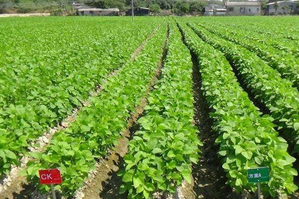 毛豆成熟时间，主要集中在7月份左右