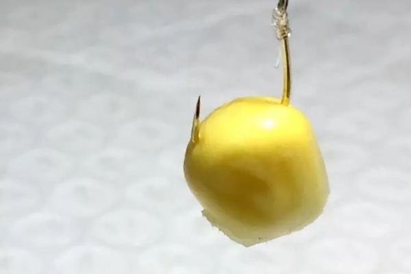 嫩玉米能否用来钓鱼，可以使用且效果良好