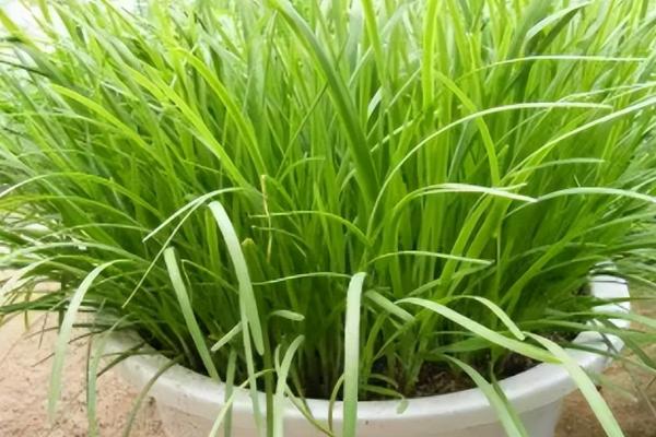 家庭盆栽韭菜浇什么肥，有机肥使用频率较多