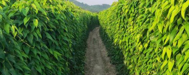 冬天能不能种植板薯