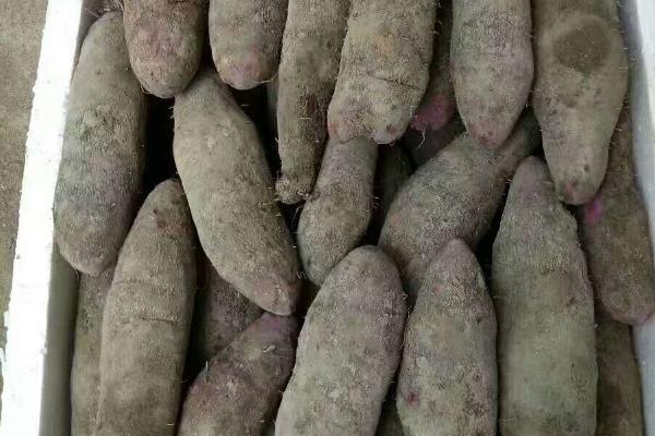 冬天能不能种植板薯，气温过低对板薯的生长不利
