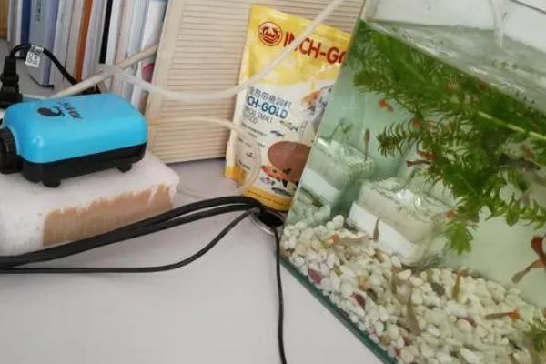 晚上能否关掉氧气泵，耗氧量较大时要持续开启